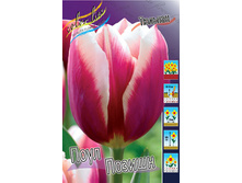 Tulipa Pole Position 98,50�. �� 10��.jpg