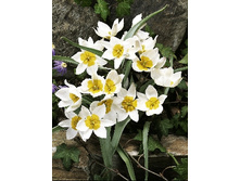 Tulipa Polychroma (biflora) 118,9�. �� 10��.jpg