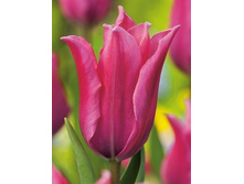 Tulipa Pretty Lady 88,2�. �� 10��.jpg