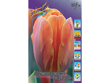 Tulipa Prinsess Irene 83,1�. �� 10��.jpg