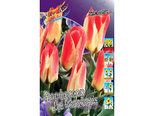 Tulipa Professor De Mosseri 88,2�. �� 10��.jpg
