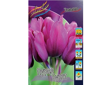 Tulipa Purple Bouquet 108,7�. �� 10��.jpg