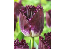 Tulipa Purple Crystal 154,7�. �� 10��.jpg