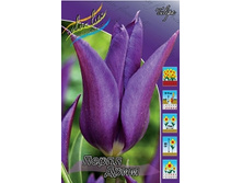 Tulipa Purple Dream 93,3�. �� 10��.jpg