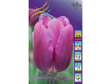 Tulipa Purple Prince 83,1�. �� 10��.jpg