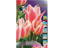 Tulipa Quebec 78�. �� 10��.jpg