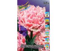 Tulipa Queensland 149,5�. �� 10��.jpg