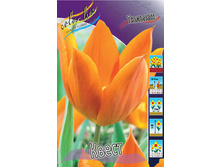 Tulipa Quest 83,1�. �� 10��.jpg