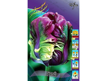 Tulipa Rai 154,7�. �� 10��.jpg