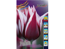 Tulipa Rajka 113,8�. �� 10��.jpg