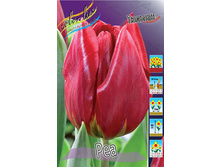 Tulipa Rea 76�. �� 10��.jpg
