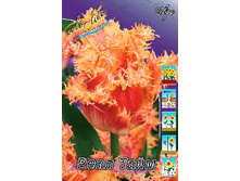 Tulipa Real Time 180,2�. �� 10��.jpg