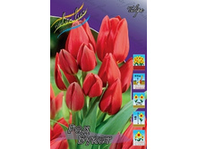 Tulipa Red Bouqet 93,3�. �� 10��.jpg