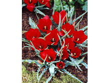 Tulipa Red Hunter 72,9�. �� 10��.jpg