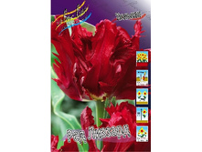Tulipa Red Lizzard 170�. �� 10��.jpg
