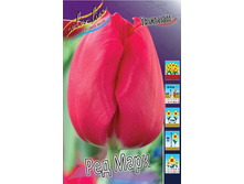 Tulipa Red Mark 78�. �� 10��.jpg