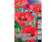 Tulipa Red Riding Hood Crispa 129,1�. �� 10��.jpg