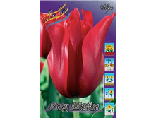 Tulipa Red Shine 88,2�. �� 10��.jpg