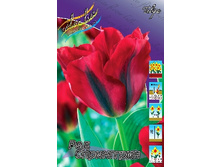 Tulipa Red Springgreen 108,7�. �� 10��.jpg