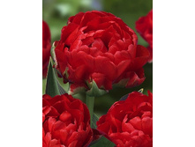 Tulipa Redwood 167,4�. �� 7��.jpg