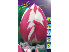 Tulipa Rems Sensation 118,9�. �� 10��.jpg