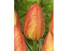 Tulipa Rhapsody of Smiles 118,9�. �� 10��.jpg