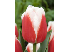 Tulipa Roman Empire 103,6�. �� 10��.jpg