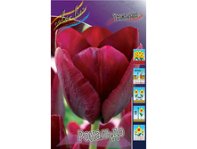 Tulipa Ronaldo 72,9�. �� 10��.jpg