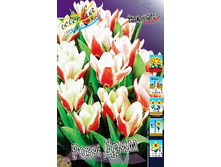 Tulipa Rosy Dream 86,2�. �� 10��.jpg
