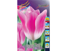 Tulipa Royal Ten 72,9�. �� 10��.jpg