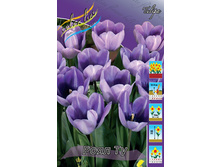 Tulipa Royal Two 72,9�. �� 10��.jpg