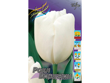 Tulipa Royal Virgin 93,3�. �� 10��.jpg