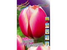 Tulipa Russian Princess 124�. �� 10��.jpg