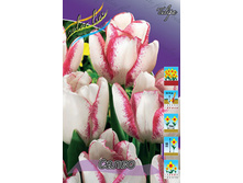 Tulipa Salvo 98,5�. �� 10��.jpg