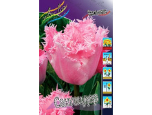 Tulipa Santander 159,8�. �� 10��.jpg