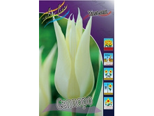 Tulipa Sapporo 98,5�. �� 10��.jpg