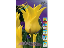 Tulipa Seattle 108,7�. �� 10��.jpg