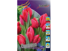 Tulipa Serenity 93,3�. �� 10��.jpg