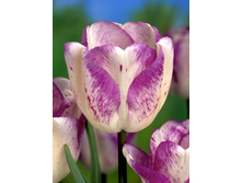 Tulipa Shirley 88,2�. �� 10��.jpg