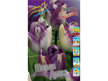 Tulipa Shirley's Dream 108,7�. �� 10��.jpg