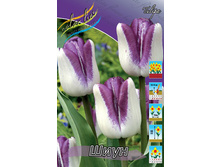 Tulipa Shiun 139,3� �� 10��.jpg
