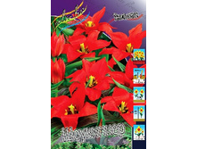 Tulipa Showwinner 72,9�. �� 10��.jpg