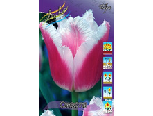 Tulipa Siesta 103,6�. �� 10��.jpg