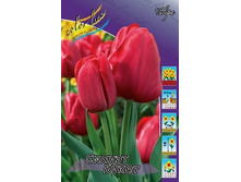 Tulipa Silhouette Bouqet 88,2�. �� 10��.jpg