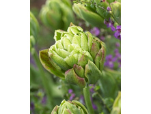Tulipa Sinopel 522,5�. �� 5��.jpg