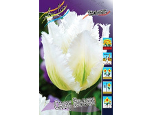 Tulipa Snow Valley 175,1�. �� 10��.jpg
