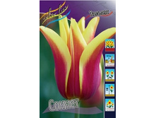 Tulipa Sonnet 129,1�. �� 10��.jpg