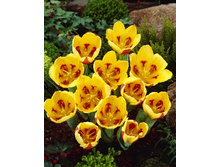Tulipa Stresa 78�. �� 10��.jpg