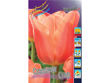 Tulipa Stunning Star 103,6�. �� 10��.jpg