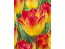Tulipa Suncatcher 159,8�. �� 10��.jpg